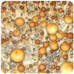 Псилоцибиновые (галлюциногенные)  грибы Psilocybin "Golden Teacher" в Канаше